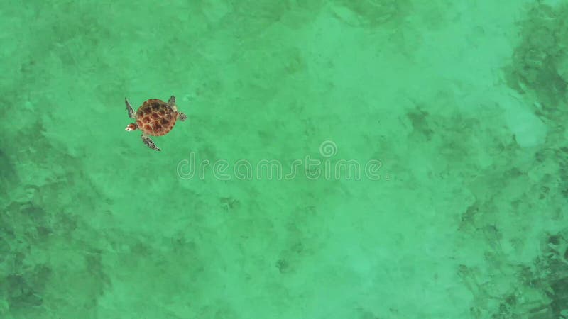 Χελώνα που εμφανίζεται έξω τον ωκεανό